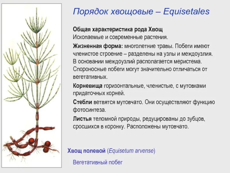 В чем заключается значение хвощей