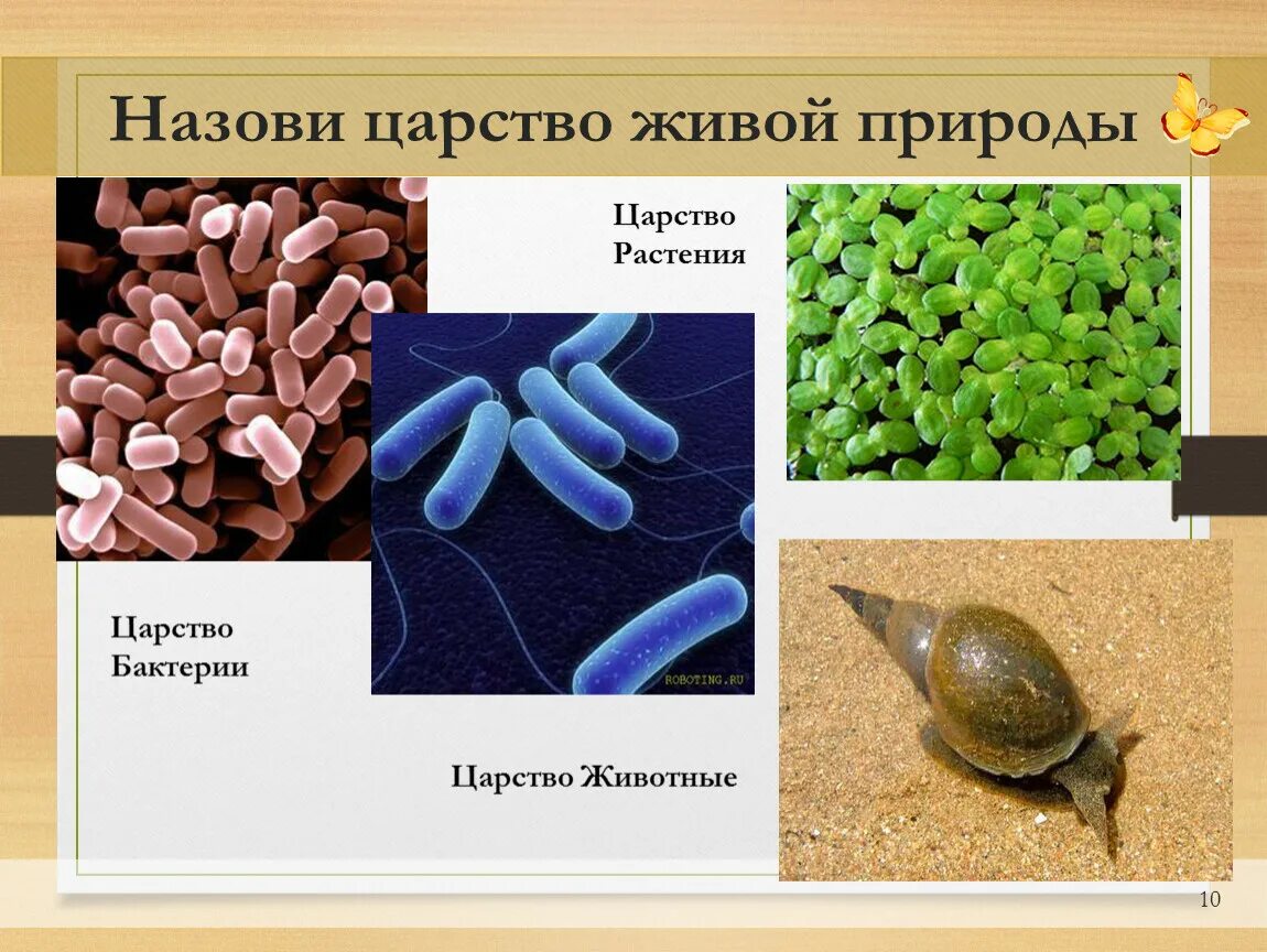 Назови царство. Царство бактерий. Биология царство бактерий. Живые царства бактерии. Царство природы бактерии.