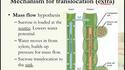 Plant resistance