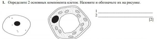 Определите 2 основных компонента. Подпишите основные компоненты клетки. обозначьте компоненты клетки. два основных компонента клеток. назовите 3 главных компонентов клетки.