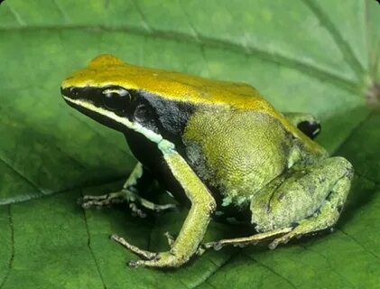 Green Mantella