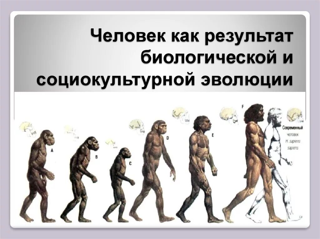 Жизни путем эволюции. Человек как результат биологической и социокультурной эволюции. Биологическая Эволюция человека. Результаты биологической эволюции человека. Эволюция человека презентация.