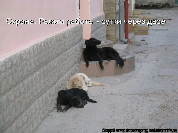 охрана двое суток через двое. сутки через сутки прикол. сутки через двое по трудовому кодексу. сутки через сутки прикол. сутки через двое.