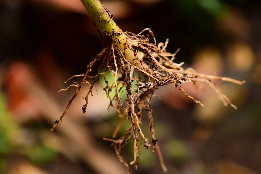 Корневой root