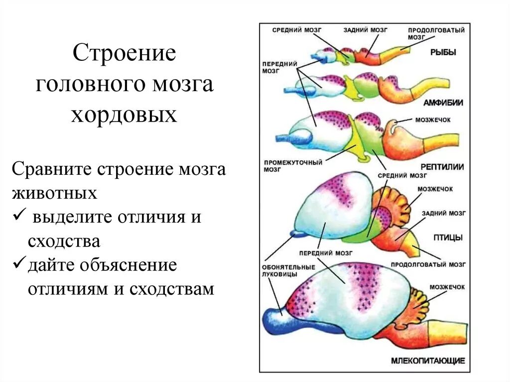 Таблица эволюции головного мозга. Отделы головного мозга хордовых. Строение нервной системы хордовых животных. Эволюция нервной системы хордовых. Сравнение головного мозга хордовых таблица.