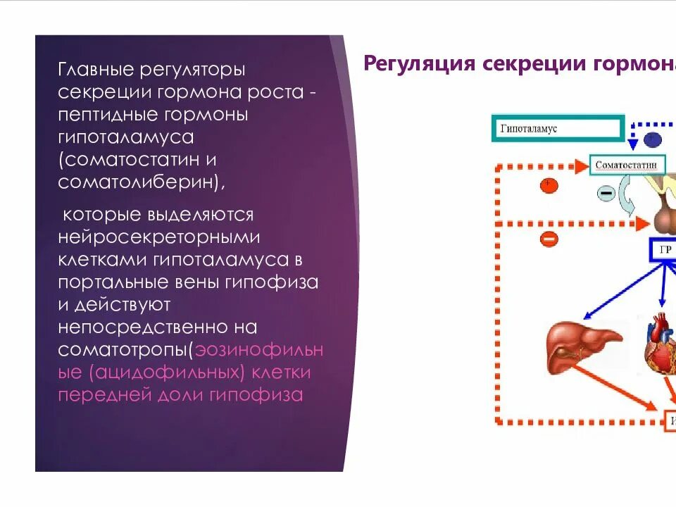 Регуляция секреции соматотропина. Регуляция секреции СТГ. Регуляция секреции гормона роста. Регуляция выработки гормонов. Гормон роста 8 класс