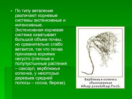 Интенсивно корень