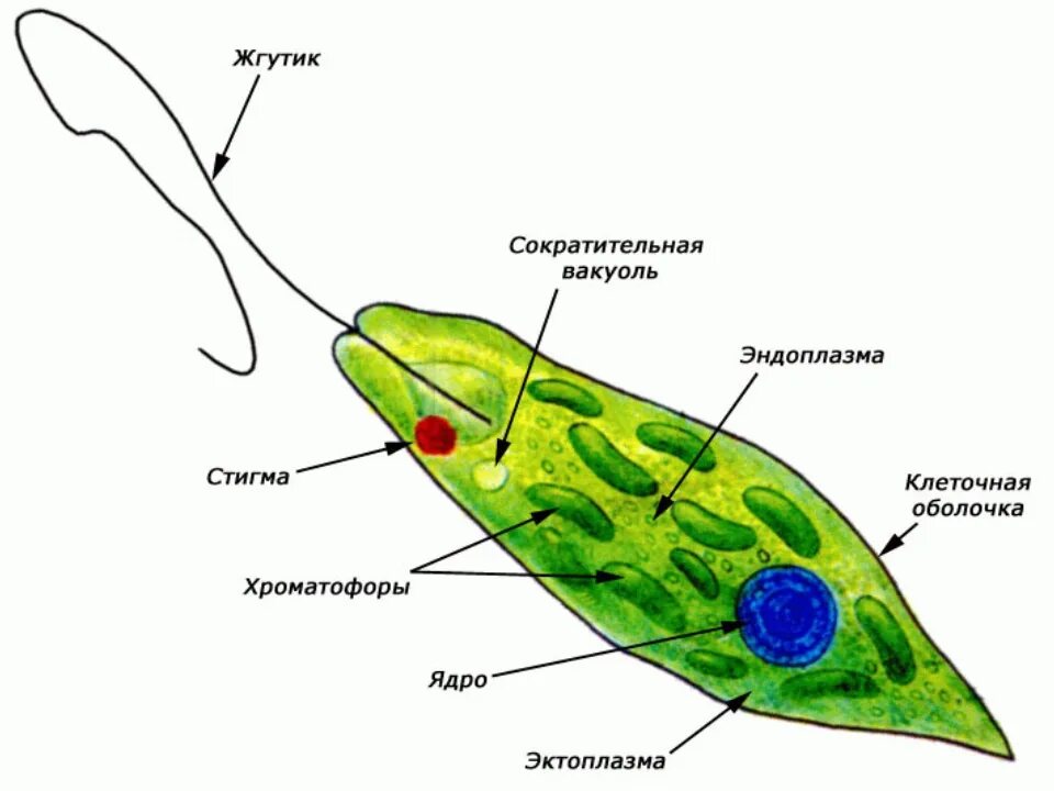 Хлоропласты жгутики. Общее строение эвглены зеленой. Строение жгутиковые эвглена зеленая. Строение эвглены зеленой 7 класс биология. Внутреннее строение эвглены зеленой.