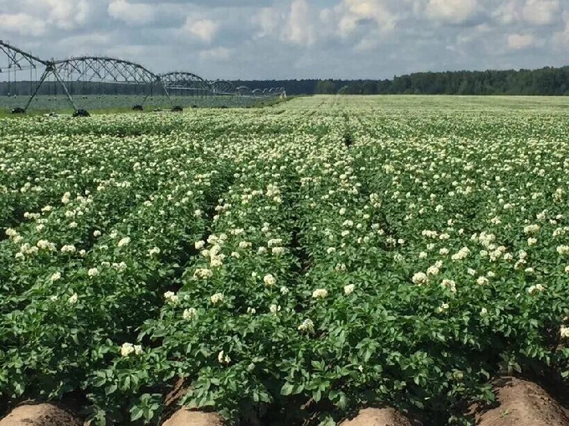 Сельское хозяйство московской области. Сельское хозяйство в шатуре. Растениеводство картофель. Растениеводство в подмосковье. Сельское хозяйство красноармейск московская область.