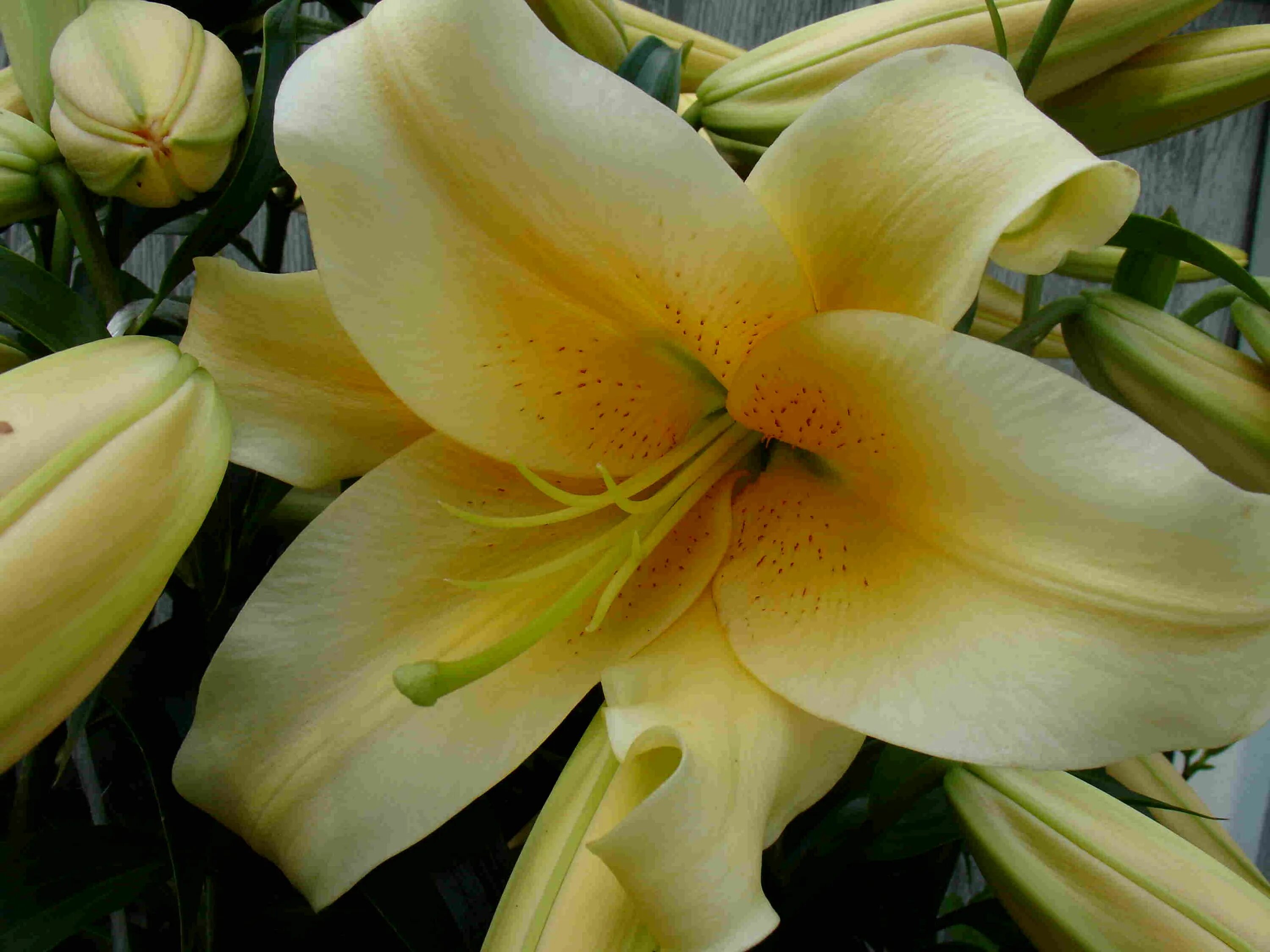 лилия вайт триумф (ло-гибрид). лилия ло гибрид. лилия ло-гибрид беллсонг. лилия триумфатор ло гибриды. лилия венделла (ло-гибрид).