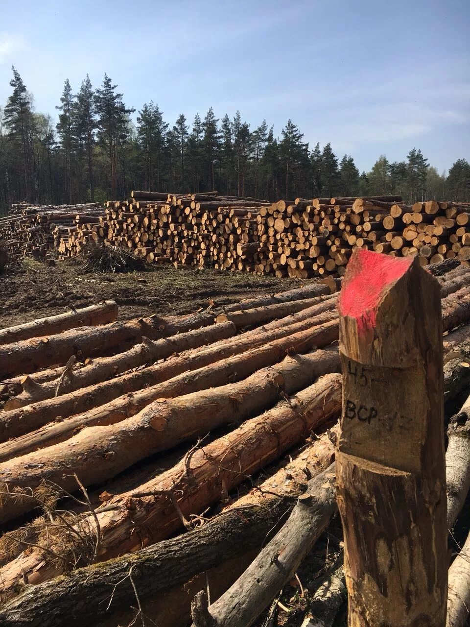 вырубка лесов. лесная вырубка. истребление лесов. дерево кругляк. лесная вырубка.