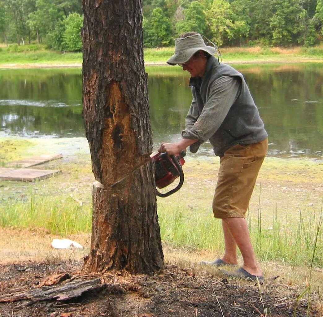 Cutting the trees. Cut down trees. cutting trees. to cut down a tree. cutting down.
