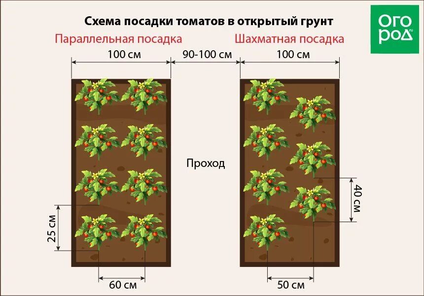 Схема посадки томатов в открытый грунт