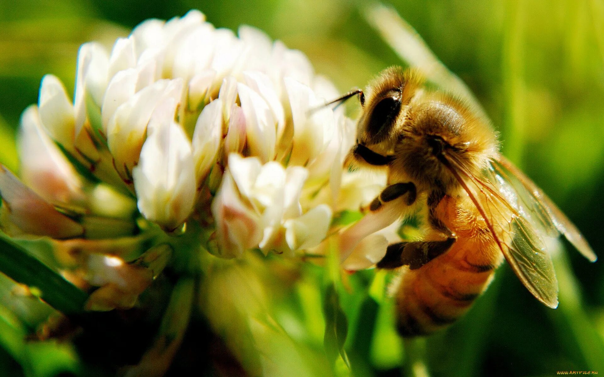 Логотип пчеловода. Трутень пчела. Пчела арт. Снимок пчелы. Working bee.