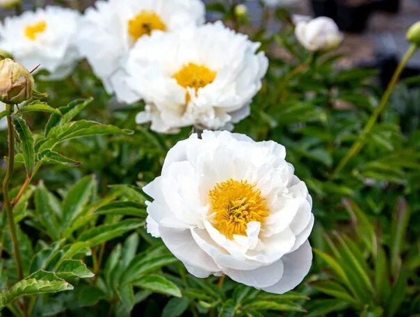 Free Images : blossom, white, petal, botany, yellow, close, flora, peony, flower