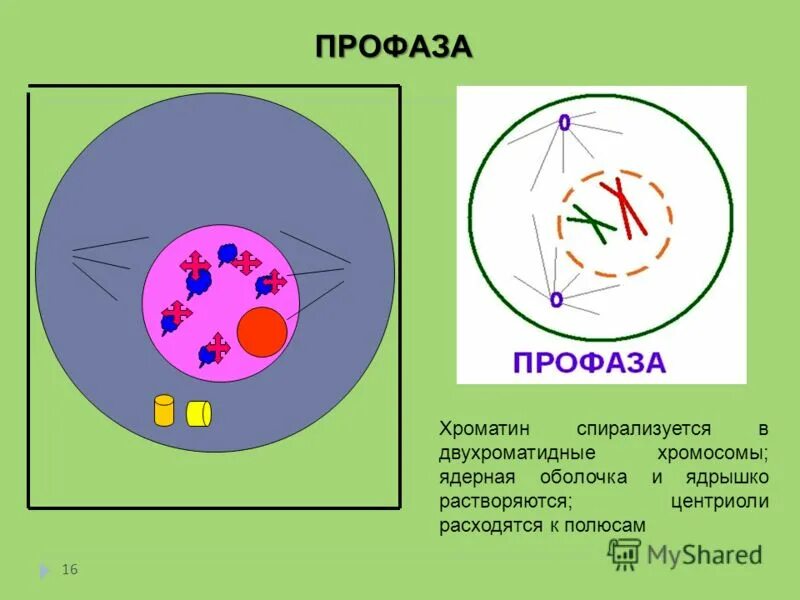 Двухроматидные хромосомы во время мейоза. Профаза. Профаза клетки. Хроматин спирализуется. Профаза схема.