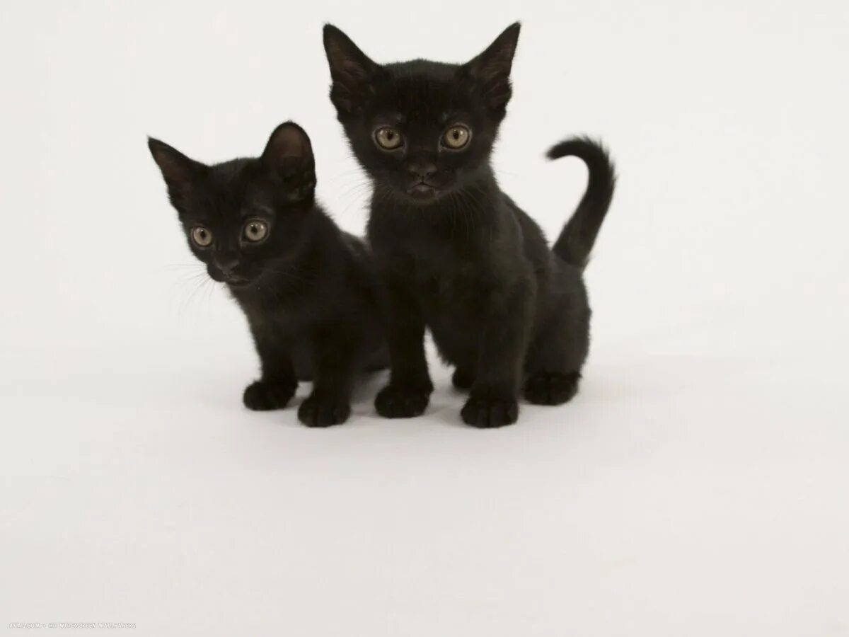 Бомбейская порода кошек. Бомбейская кошка котенок. Бомбейская черная кошка. Черный кот бомбейской породы. Какие черные котята есть