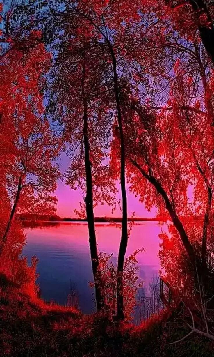 Обои на телефон природа вертикальные высокого качества. Пейзаж вертикальный. Красная осень. Красный пейзаж. Пейзаж в Красном цвете.