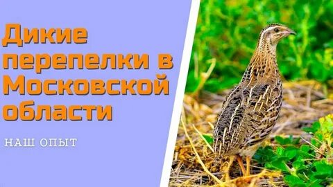 Голос перепела