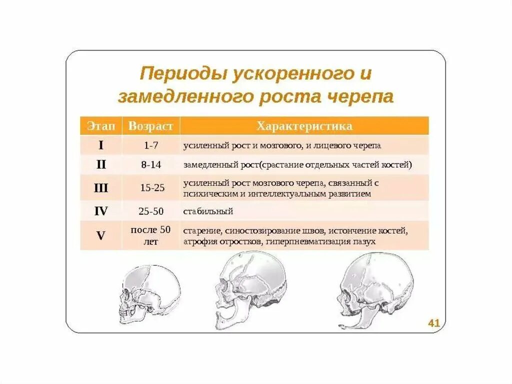 Основным признаком возрастных изменений костей. Сроки формирования костей черепа. Возрастные особенности черепа у детей. Изменение строения черепа человека. Периоды развития черепа.