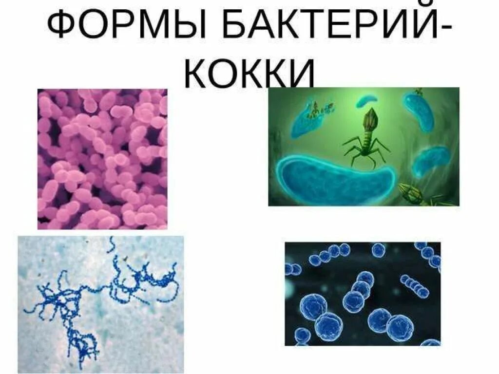 Микроорганизмы кокки палочки. Кокковидные бактерии. Кокки бактерии в мазке. Что такое коки в медицине