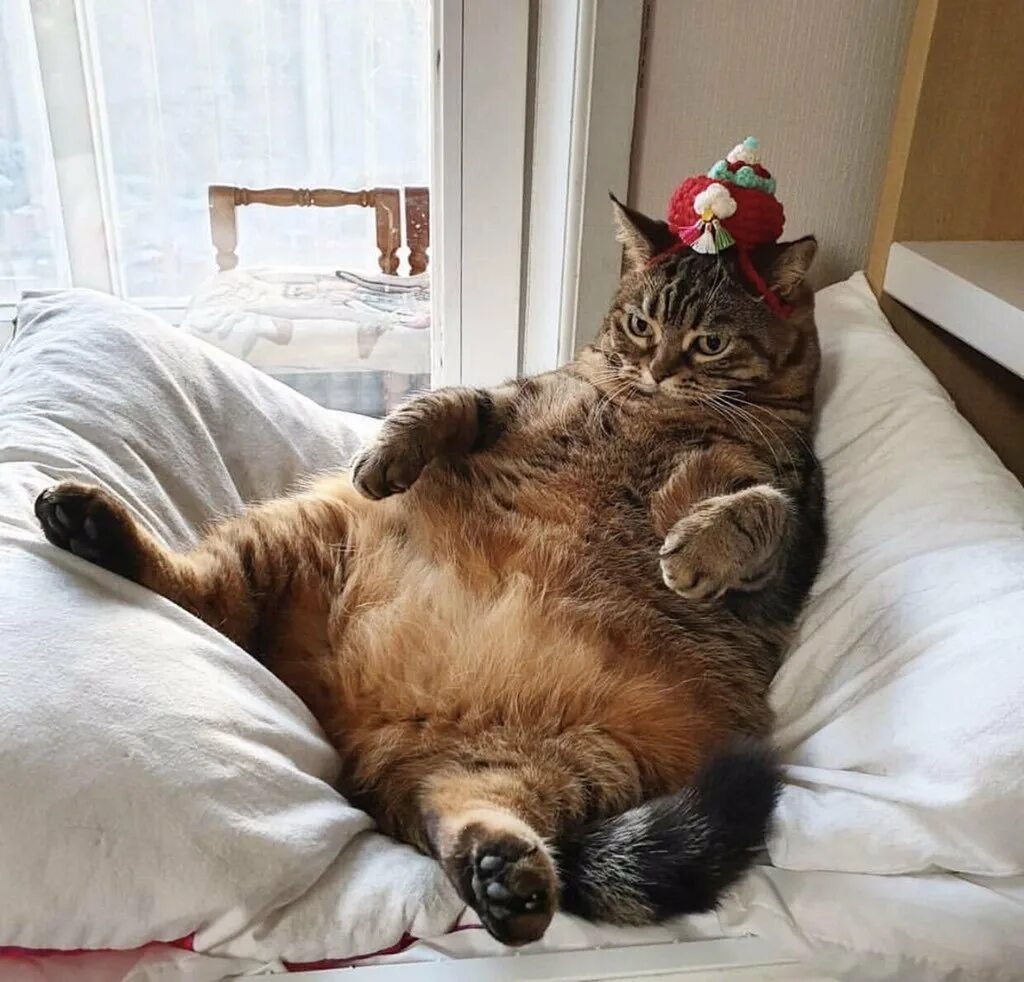 Толстый кот. Ленивый кот. Толстый ленивый кот. Ленивая и толстая.
