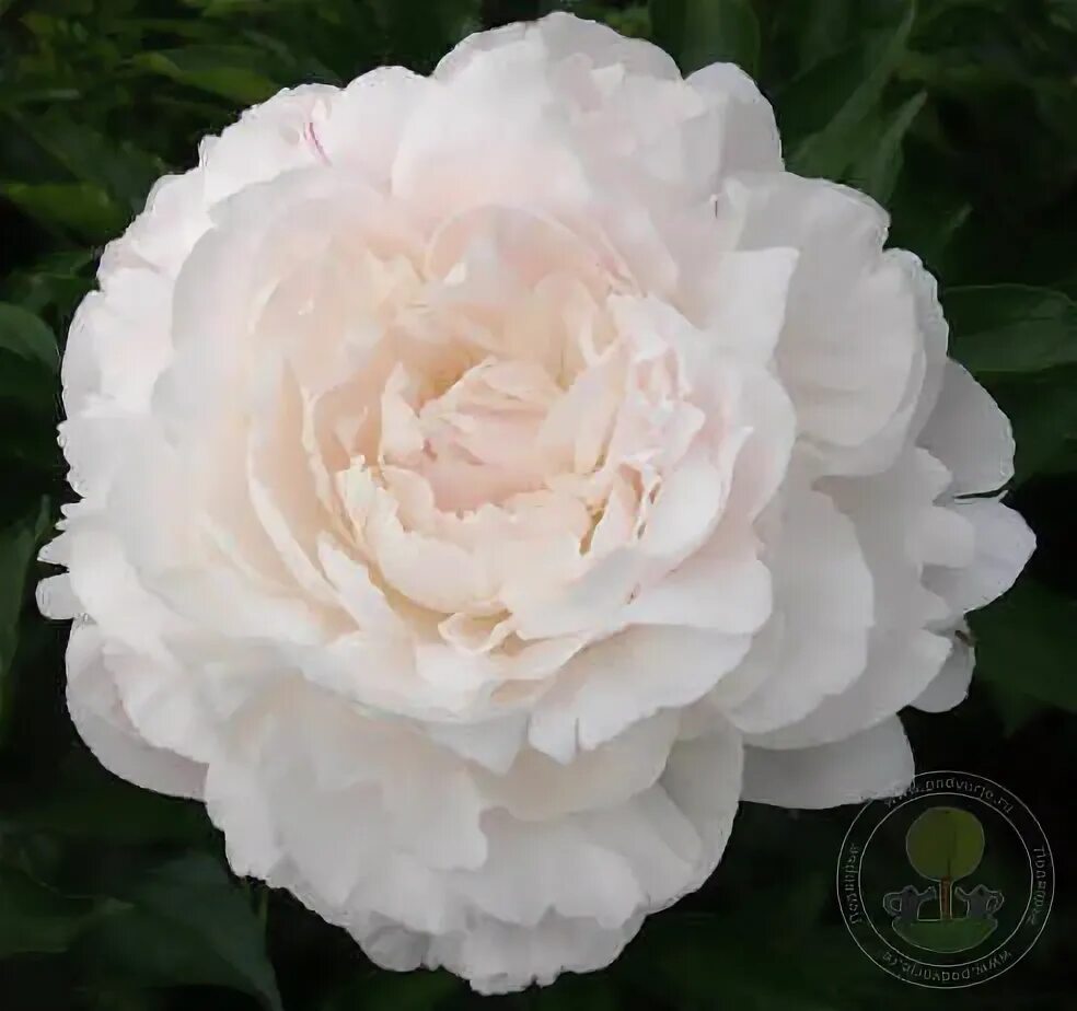 Valeri Tsvetkov - Paintings for Sale Flower painting, Peony painting, Hyperreali