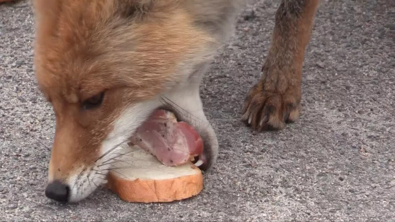 Лиса ест булку. Take fox