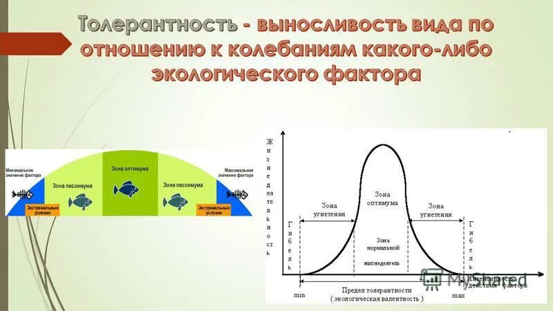 Диапазон между минимумом и максимумом фактора