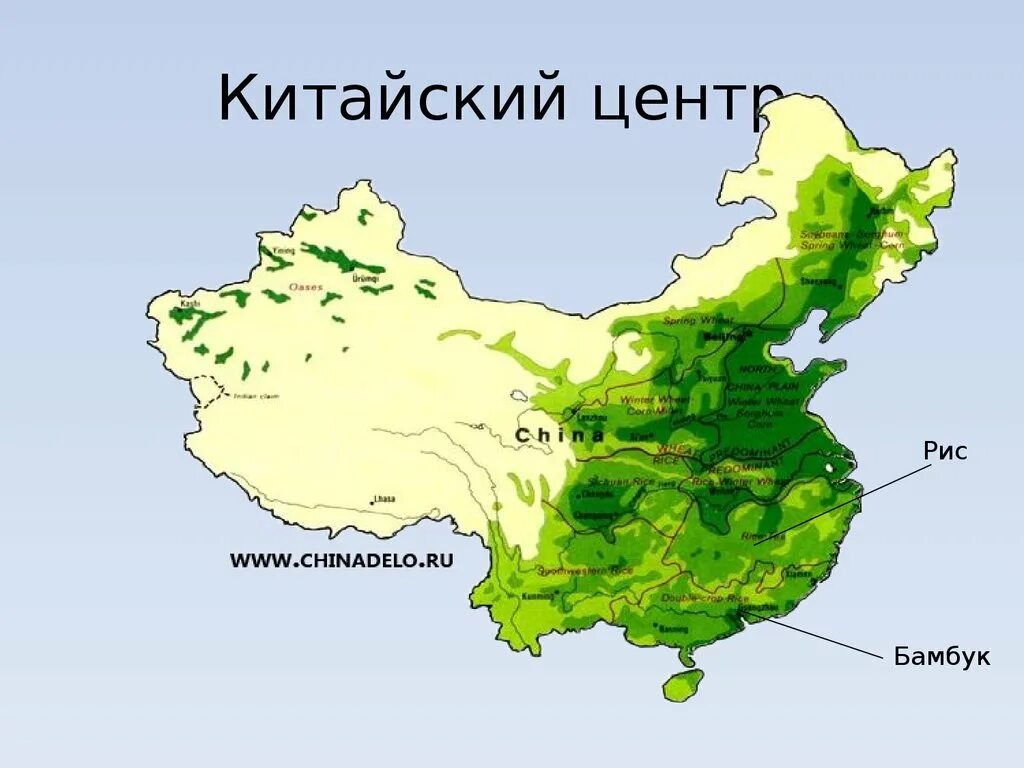 Китайский центр растения. Китайский центр растения. Восточно азиатские культурные растения. Китайский центр растения. Восточноазиатский центр культурные растения.