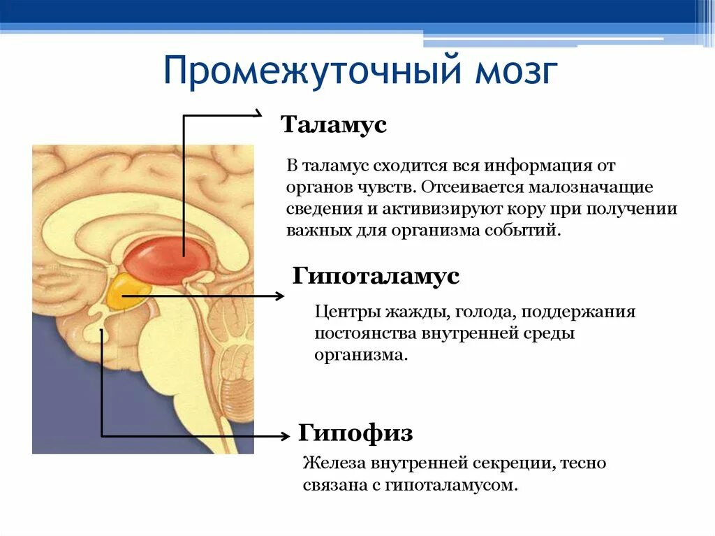 Промежуточный мозг располагается в