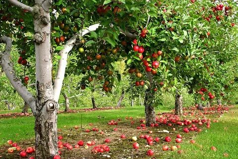 мониторинг, Овощи, повреждение, фрукты, яблони.