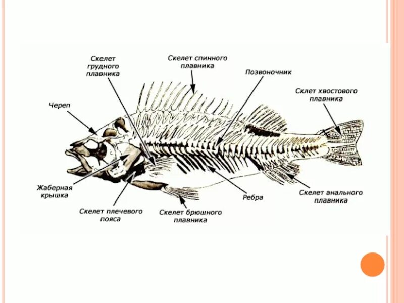 Внутренний скелет костной рыбы. Строение скелета хрящевых рыб. Хрящевые рыбы внутреннее строение скелета. Строение скелета костистой рыбы. Опорно двигательная система система рыб.