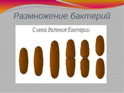 Температура размножения бактерий