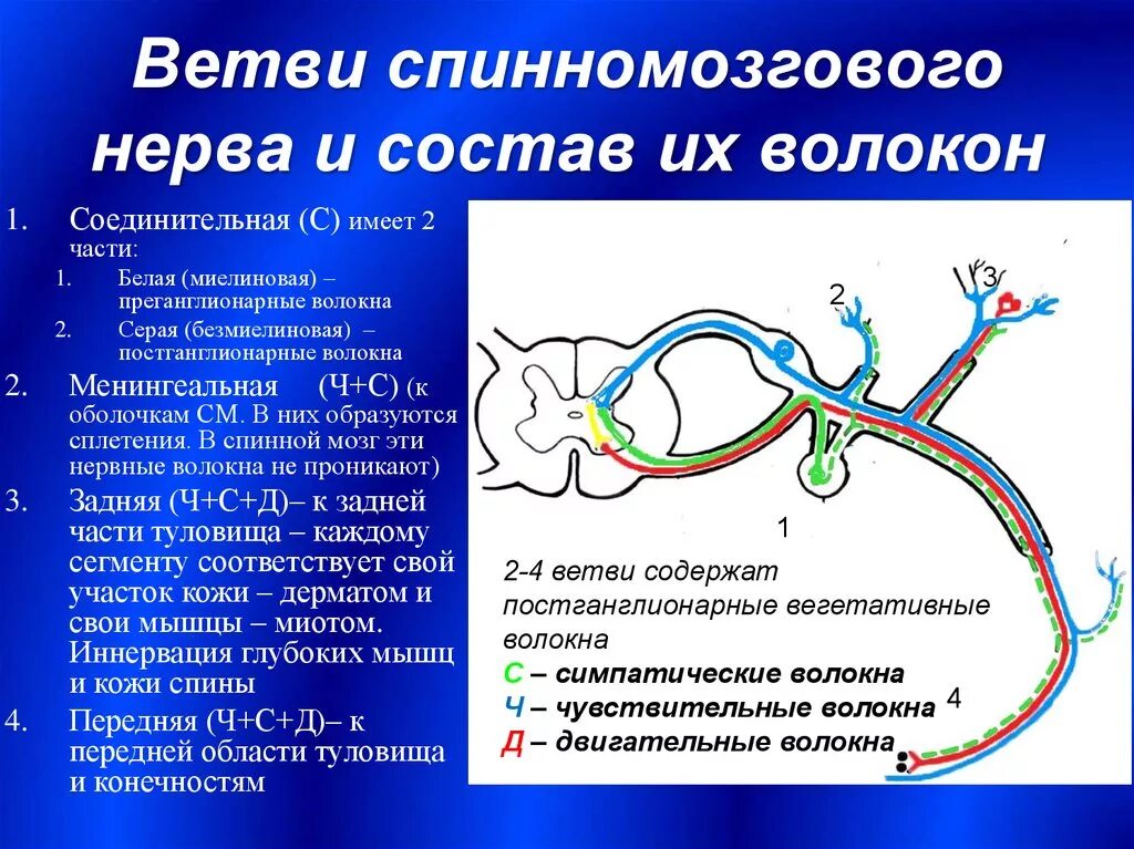 Ветви спинномозговых нервов иннервирующие. Схема формирования спинномозгового нерва. Белая соединительная ветвь спинномозгового функции. Спинномозговые нервы анатомия ветви. Состав волокон спинномозговых нервов.