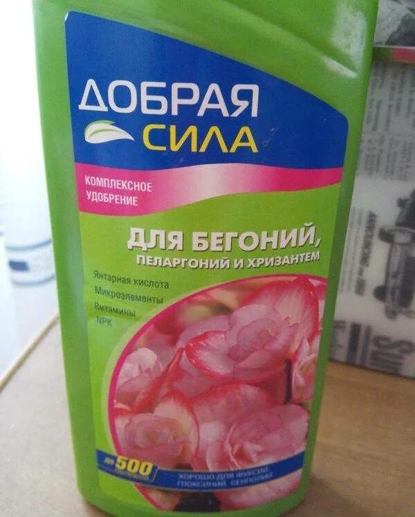 Можно ли из душа поливать бегонию. Подкормка для бегонии комнатной. Бегония в квартире. Подкормка бегонии для обильного цветения. Комн.