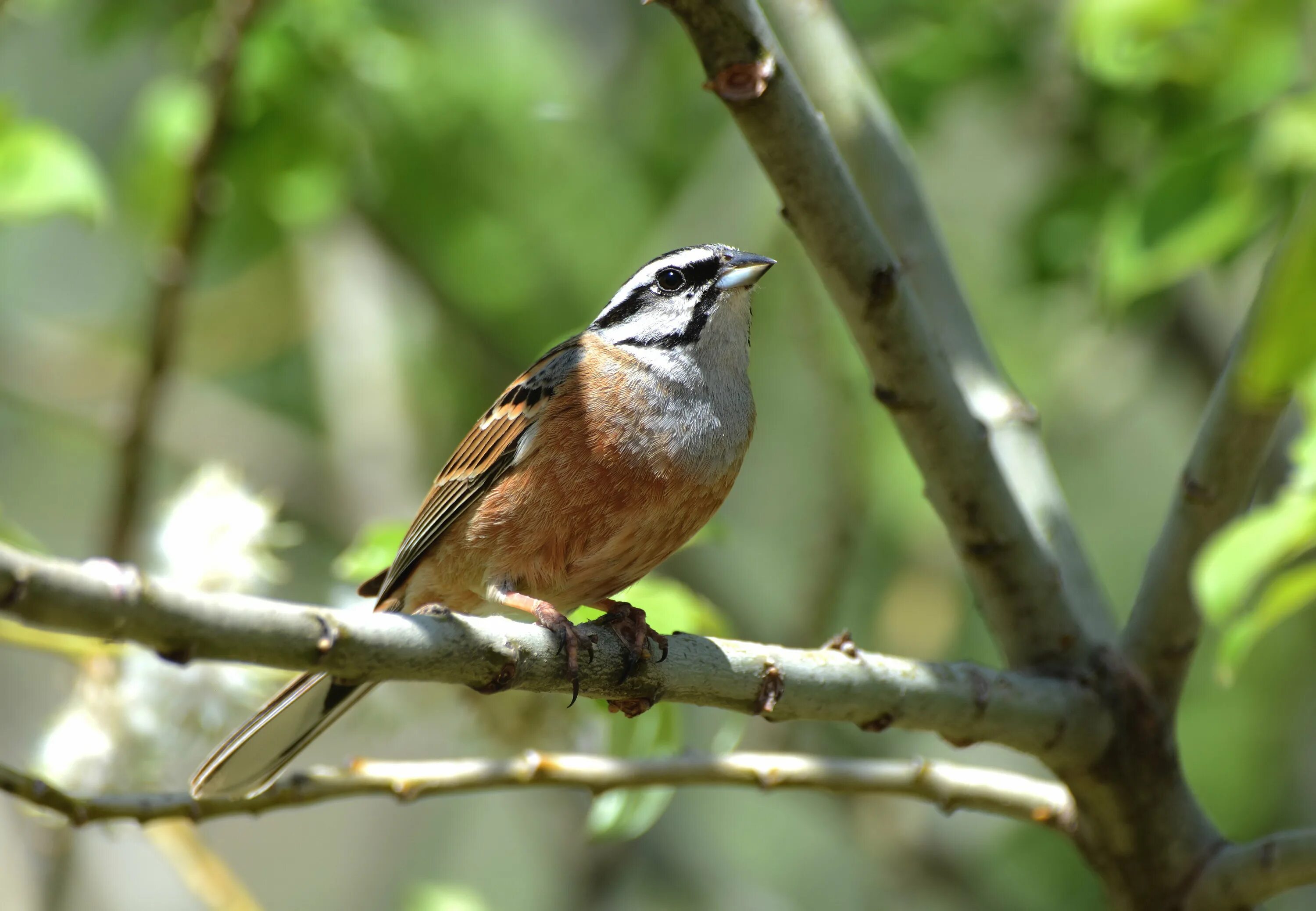 Белоголовый сип (gyps fulvus). Дикие птицы кчр. Кавказский заповедник горихвостка-чернушка. Птицы теберды. Горихвостка-чернушка phoenicurus ochruros (s.
