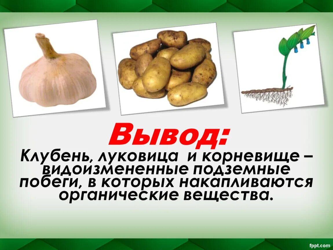 Сделайте вывод о значении корневища растения