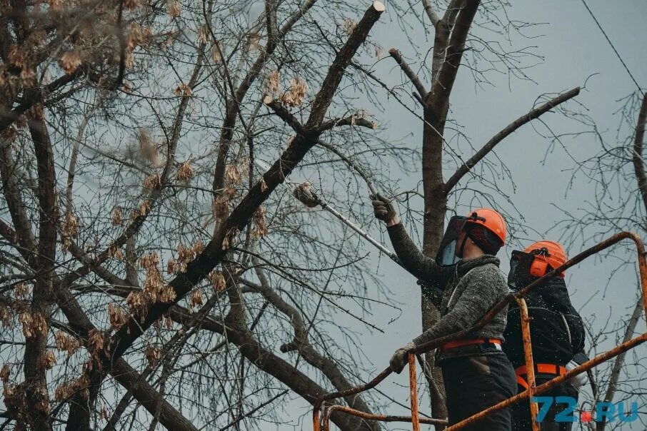 Спил деревьев на придомовой территории. Обрезка деревьев. Спилить дерево во дворе. Опиловка деревьев. Спил деревьев, обрезка деревьев.