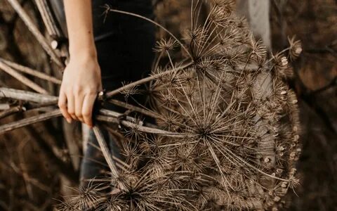 Dry plants
