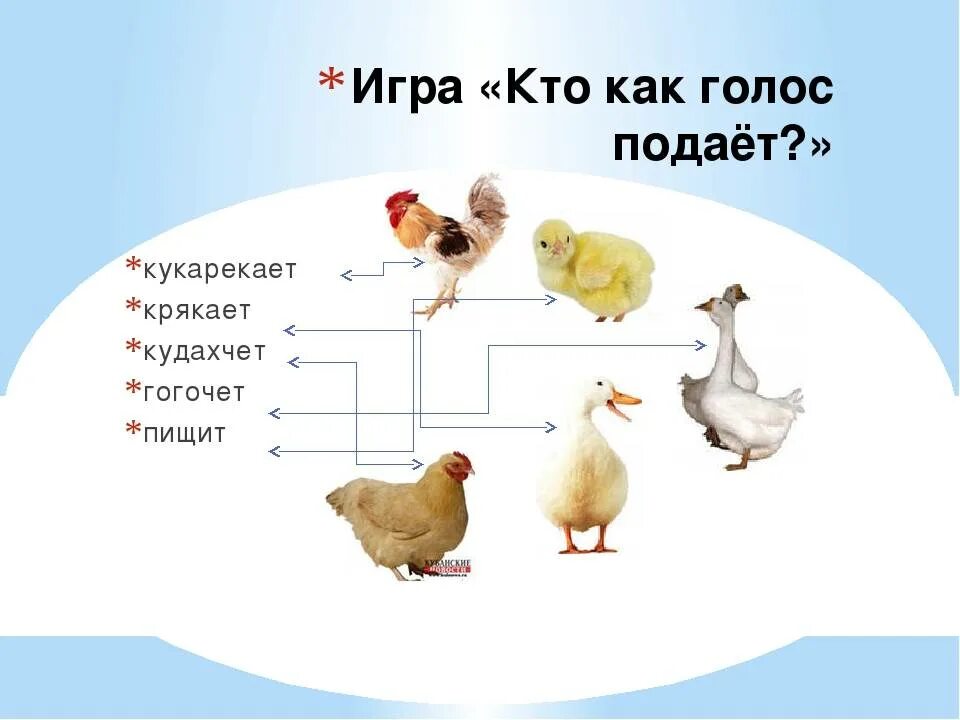 Кто гогочет из животных. Кто как голос подает птицы. курица кудахтает. кто гогочет. кто гогочет из животных или птиц.