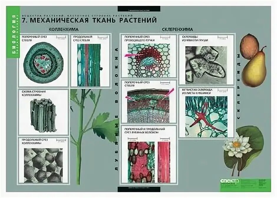 Механические ткани растений таблица. Ткани растений класс. Механическая ткань растений. Ткани растений 5 класс.