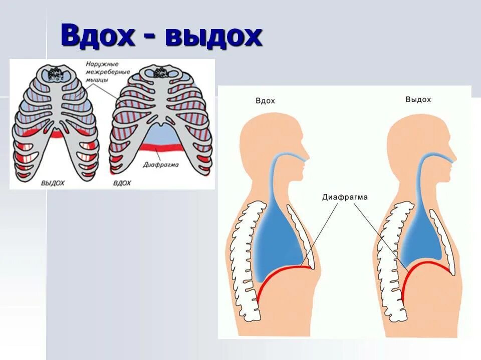 При выдохе у человека происходит. Вдох выдох. Схема вдоха. Диафрагма вдох и выдох. Процесс вдоха и выдоха.