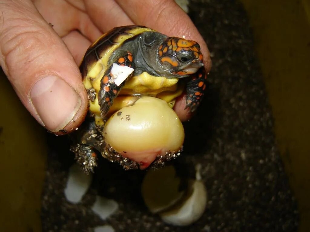 Рождения черепахи. Красноухая черепаха. Новорожденные Черепашки красноухие. Яйца красноухой черепахи. Красноухая черепаха когти.