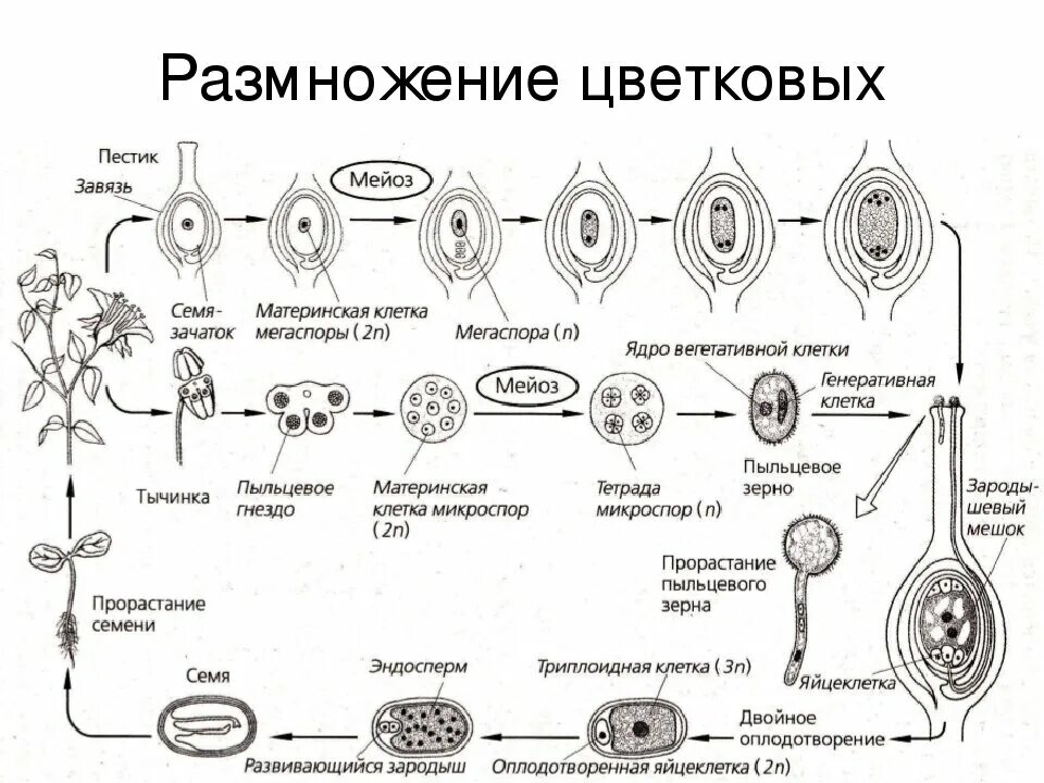 Образование семян покрытосеменных. Цикл развития покрытосеменных схема. Цикл размножения покрытосеменных. Жизненный цикл покрытосеменных схема. Цикл развития покрытосеменных растений.