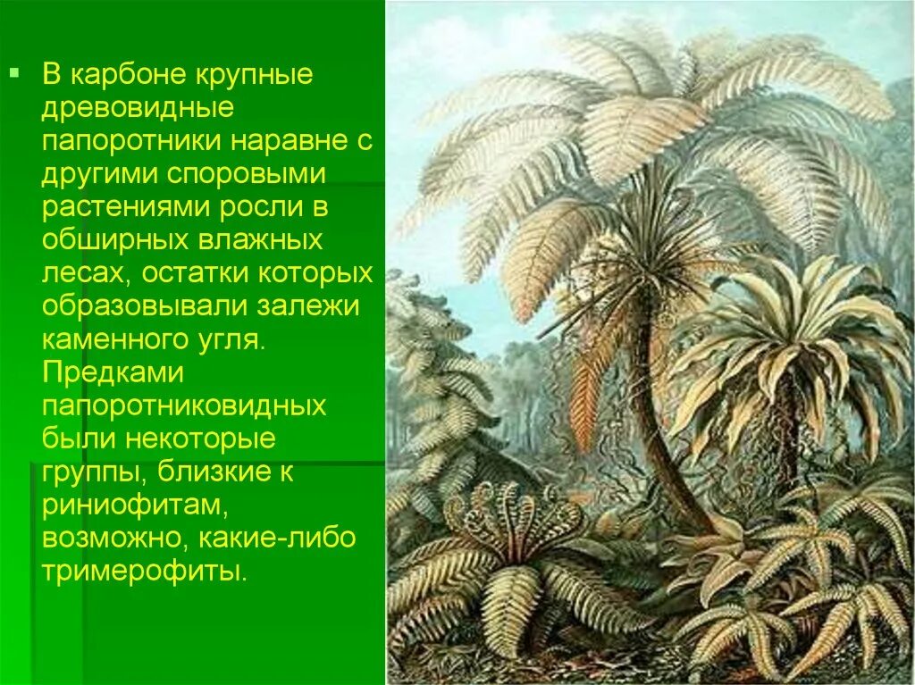 Когда появились растения. Эра папоротников. Плауны палеозой. Плауны хвощи папоротники 350 млн лет назад. Древние Папоротниковидные.