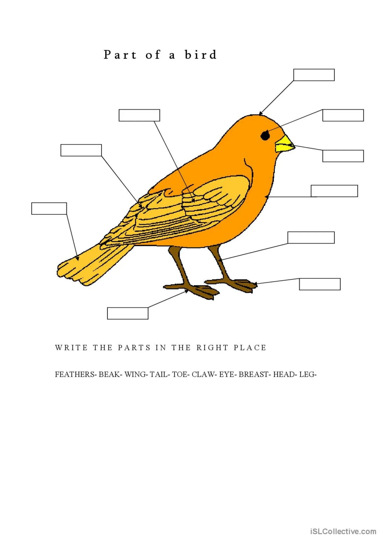 Birds задание. Части тела птицы на английском. Тема птицы на английском для детей. Птицы на английском упражнения. Parts of a Bird.