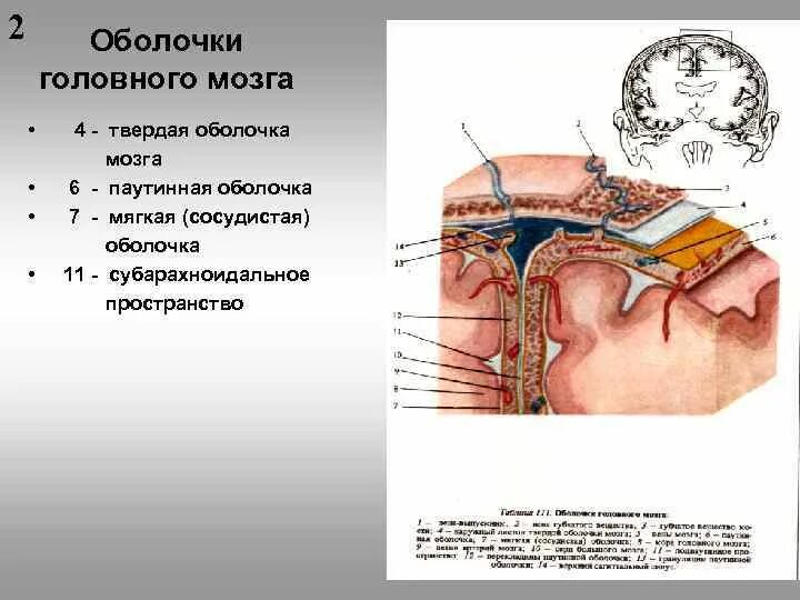 Сосудистая оболочка мозга. Оболочки головного мозга: цистерны подпаутинного пространства. Твёрдая оболочка головного мозга. Мягкая и твердая оболочка головного мозга. Мягкая сосудистая оболочка головного мозга.