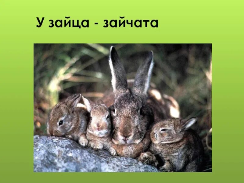 Зайчиха с зайчонком. Зайчонок с мамой. Сколько зайчат рождается у зайчихи. В поле еще снег, а у зайчих уж родятся Зайчата..