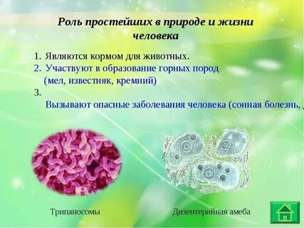 Какую роль играют простейшие в природе